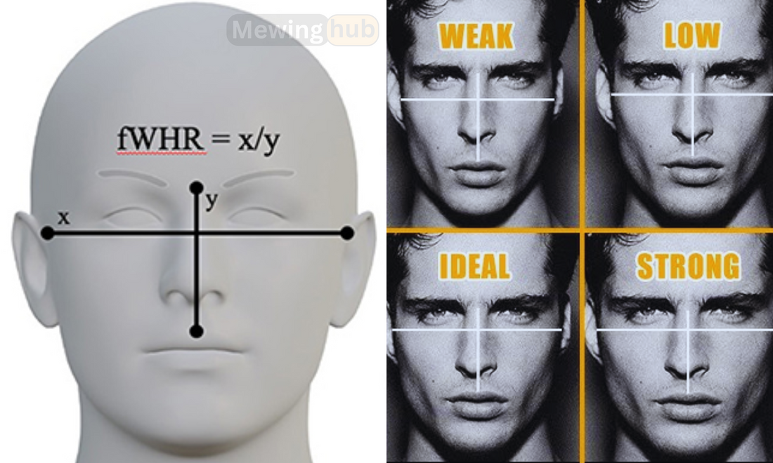 Illustration showing the importance of a higher facial width to height ratio