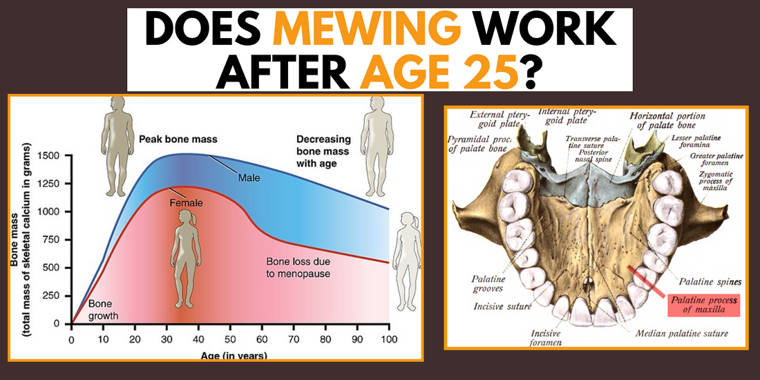 Infographic combining a bone mass graph by age and gender with a detailed palatal view diagram, questioning the effectiveness of mewing after age 25.