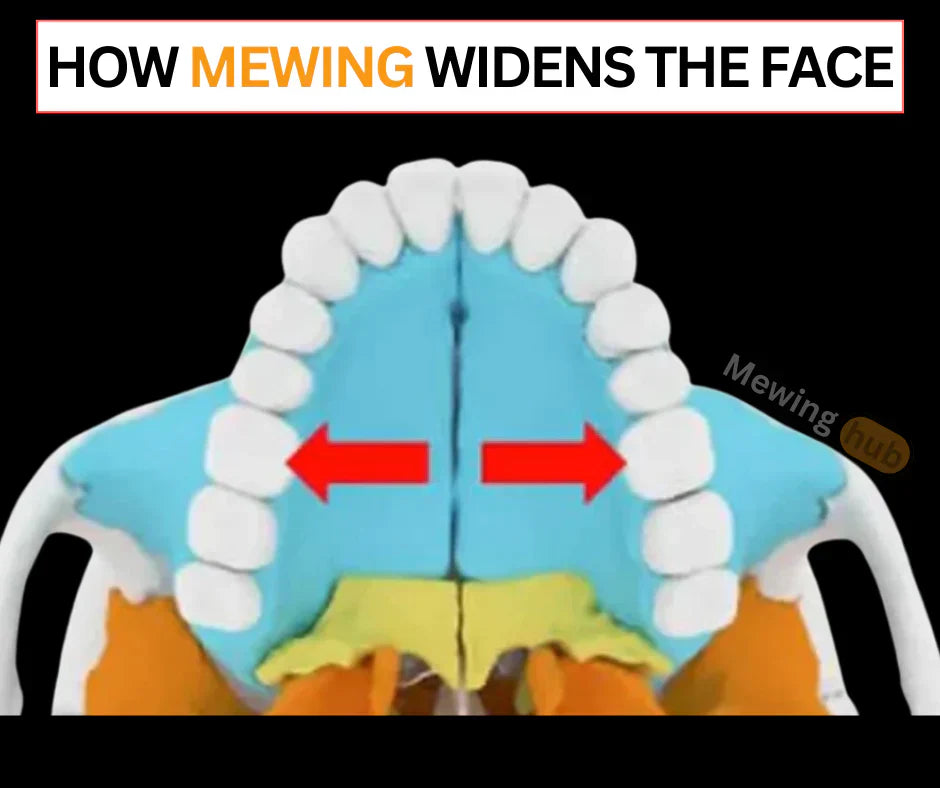 Illustration of a palate and the bones in the palate with the text how mewing widens the face