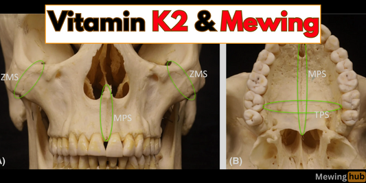 Skull illustrating the idea that of the effects of Vitamin K2 and mewing on facial bones, with labeled zones and teeth alignment.