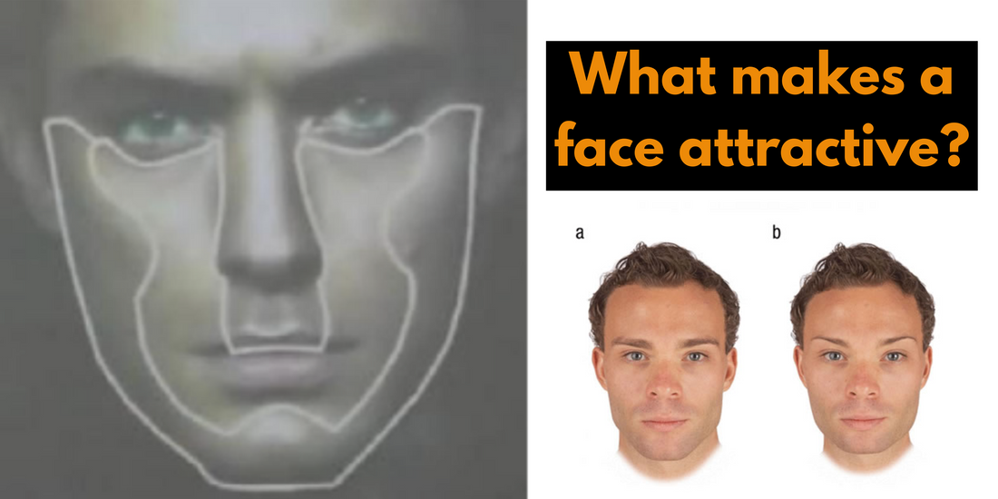 Comparison images showing the influence of muscle and bone structure on facial attractiveness.